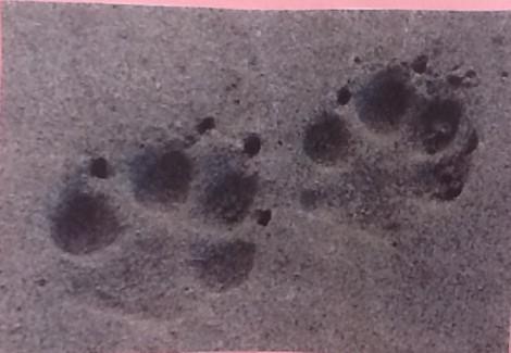 Treasure Trail 2